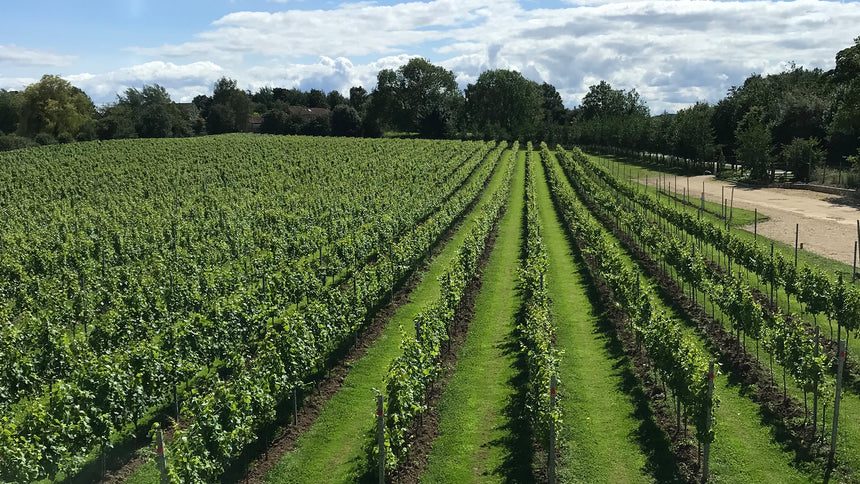 Full Day Vineyard Experience for Two by Dunesforde Vineyard