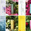 The Mór Card Scentered Aromatherapy Balms Variations