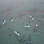 Stand Up Paddle Boarding for Two by North Coast Watersports