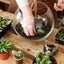 Flower & Succulent Arranging Workshops by Ferris Heart Sloane