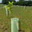 25% Discount on UK Planted Trees by Time4Trees